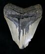 Bargain Megalodon Tooth - North Carolina #21652-1